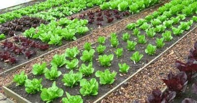 65 Organic Gardening PLR articles