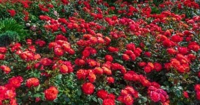 72 Rose Gardening PLR articles