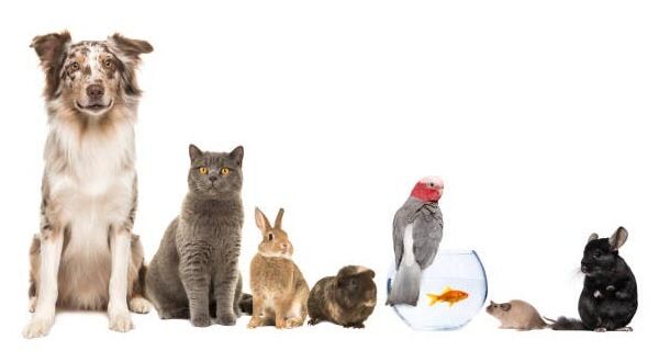 1500 Pets and animals PLR articles